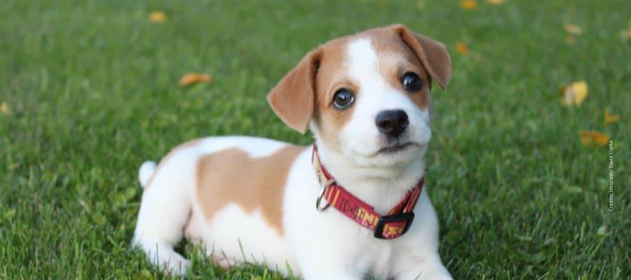 Rescatan a 9 perritos del maltrato de sujeto en situación de calle