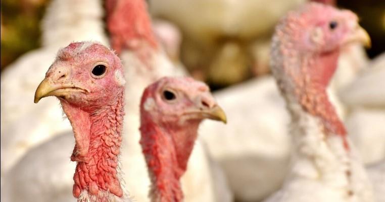 94% de la carne de pavo que se consume en México es importada: UNAM