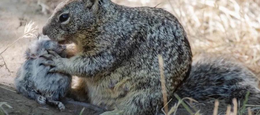 Hallan ardillas carnívoras; cazan roedores en Estados Unidos