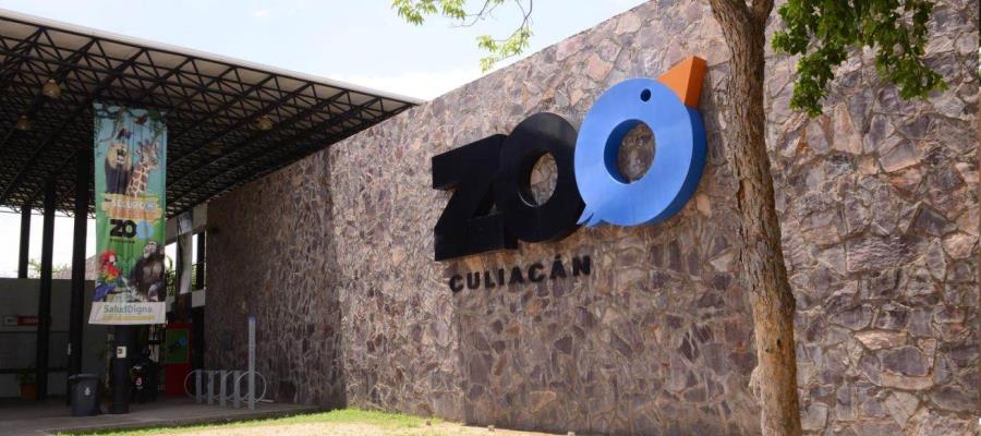 Aseguran que jirafa “extraviada” en zoológico de Culiacán murió desde septiembre