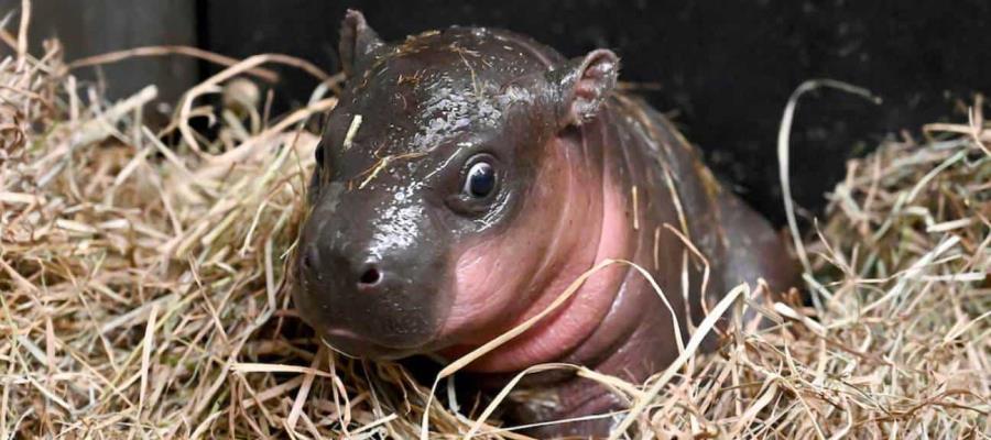 Nace hipopótamo pigmeo en Virginia, especie en peligro de extinción