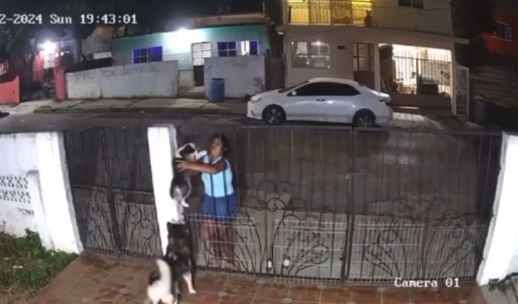 Mujer roba cachorro de husky de una casa y lo vende en Tamaulipas