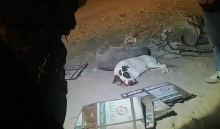 Menores matan a perrito tras ponerle cohetes en el hocico en Sonora