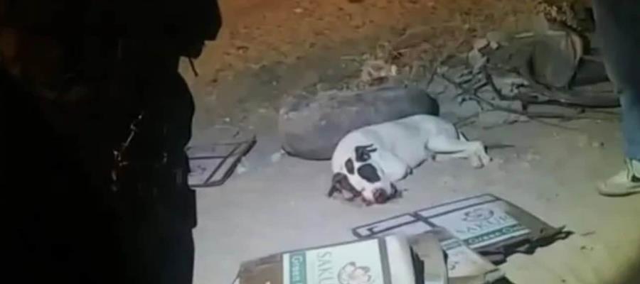 Menores matan a perrito tras ponerle cohetes en el hocico en Sonora