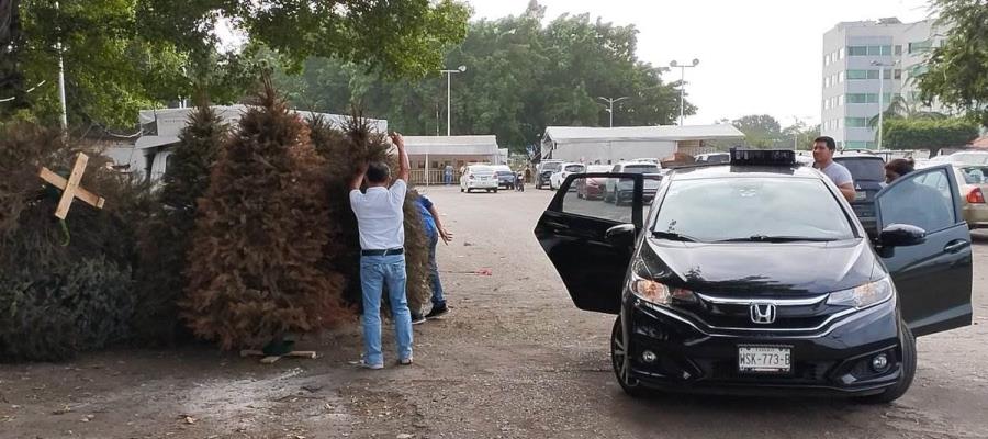 Arranca campaña de reciclaje de pinos naturales en Tabasco