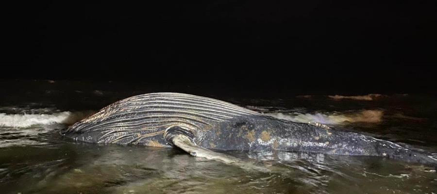 Hallan ballena muerta en playas de Mazatlán