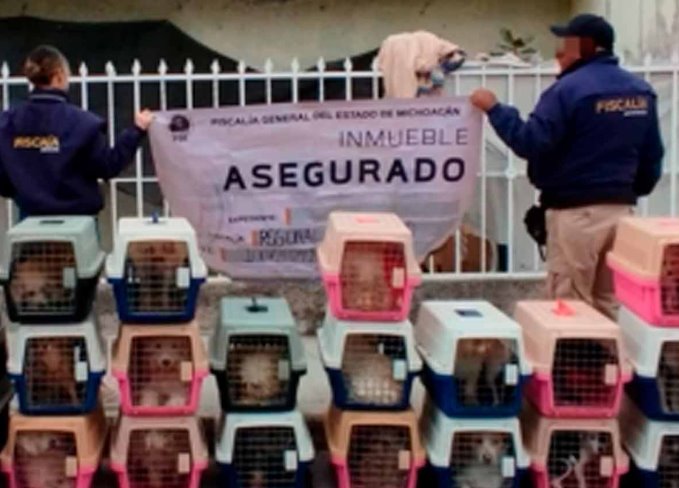 Rescatan 29 perros en condiciones de abandono, desnutrición y deshidratación en Michoacán