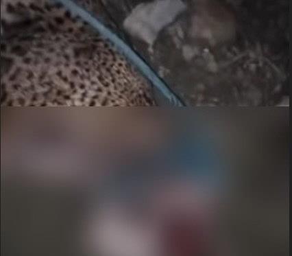 Campesino asesina a jaguar en San Luis Potosí