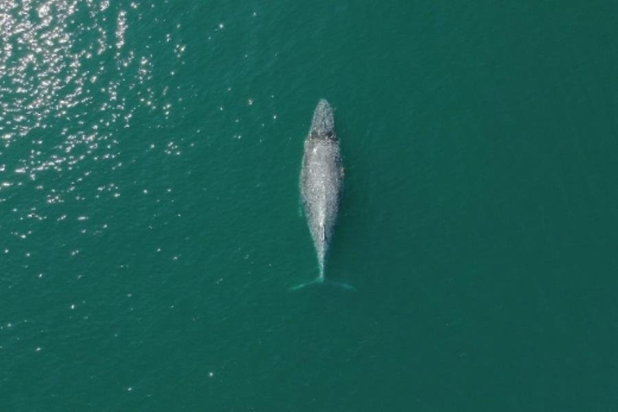 Ballena enferma que nadaba errática es rescatada en Colima