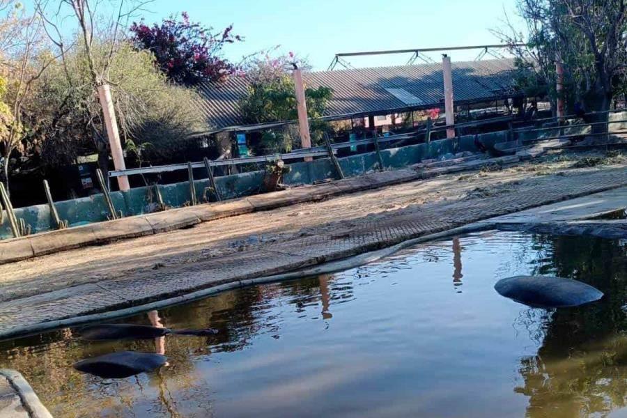 Ordena Profepa medidas correctivas urgentes a zoológico de Querétaro