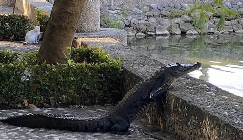 Pasea cocodrilo en zona peatonal del parque Tomás Garrido