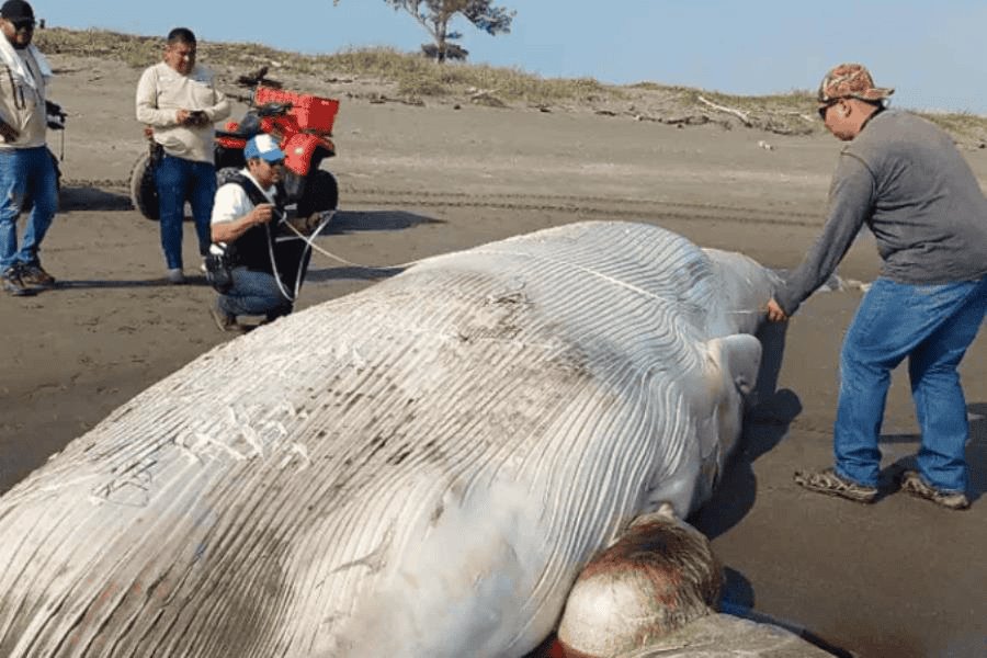 Localizan ballena muerta en costas de Veracruz