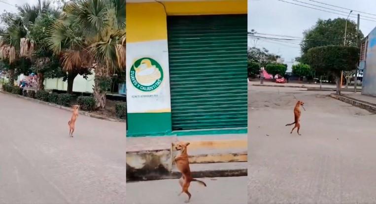 Perrito sorprende por sus ganas de vivir pese a discapacidad en Cárdenas