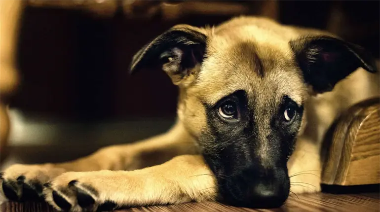 Ley de Protección Animal aprobada hace 10 años, aún no cuenta con reglamentos municipales: PVEM