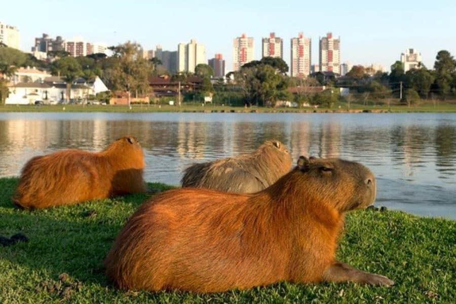 Piden zona de conservación para capibaras debido a alta presencia en Argentina Piden zona de conservación para capibaras debido a alta presencia en Argentina