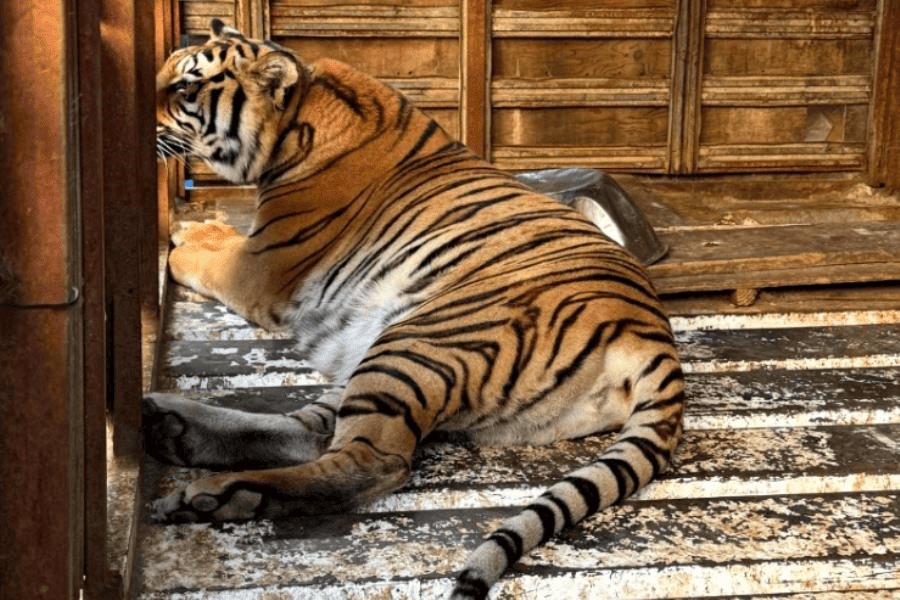 Recupera FGR animales silvestres durante cateo en Tijuana; hay un detenido Recupera FGR animales silvestres durante cateo en Tijuana; hay un detenido