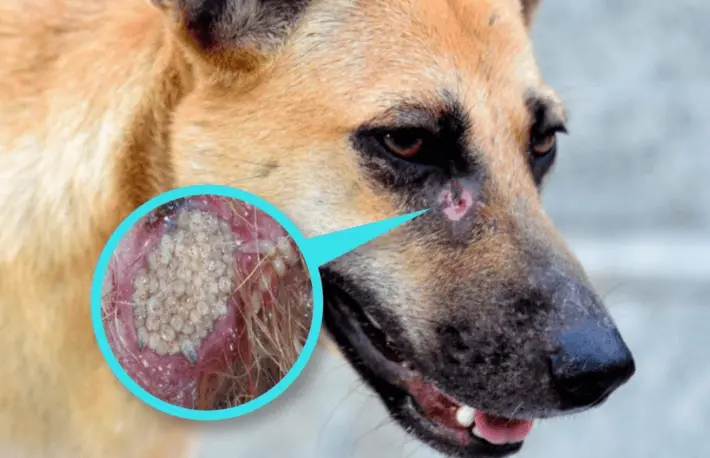 Confirman primer caso de gusano barrenador en un perro en Oaxaca