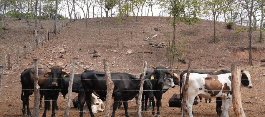 Honduras detecta 64 casos de miasis por gusano barrenador en humanos Honduras detecta 64 casos de miasis por gusano barrenador en humanos