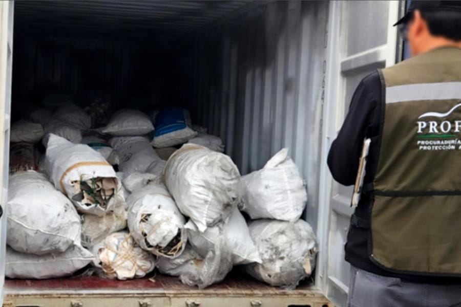 Profepa asegura 2,433 kilos de aletas de tiburón