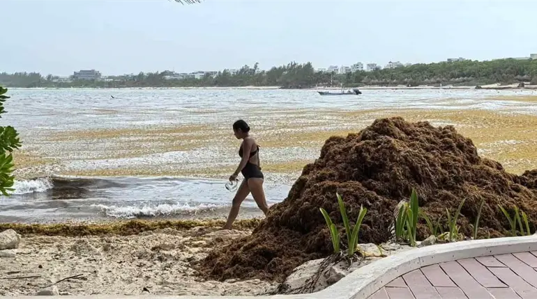 Este año sargazo alcanzará niveles sin precedentes en playas mexicanas: UNAM