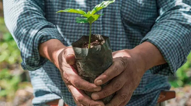 300 mil plantas de cacao ha entregado Comesfor para el programa Sembrando Vida