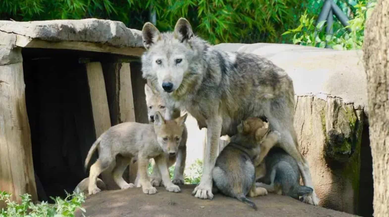 Nacen 4 crías de lobos mexicanos en CDMX