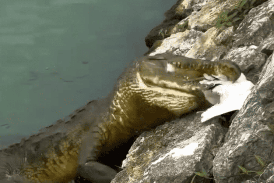 Cocodrilo devora a serpiente en el Tomás Garrido