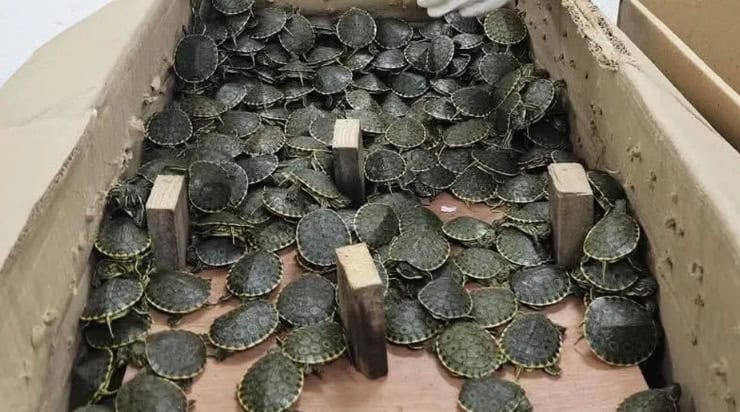3 mil 450 tortugas pavorreal transportadas ilegalmente fueron rescatadas