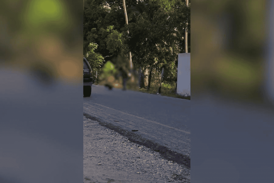 ¡Hombre estrella a un perro contra el pavimento!