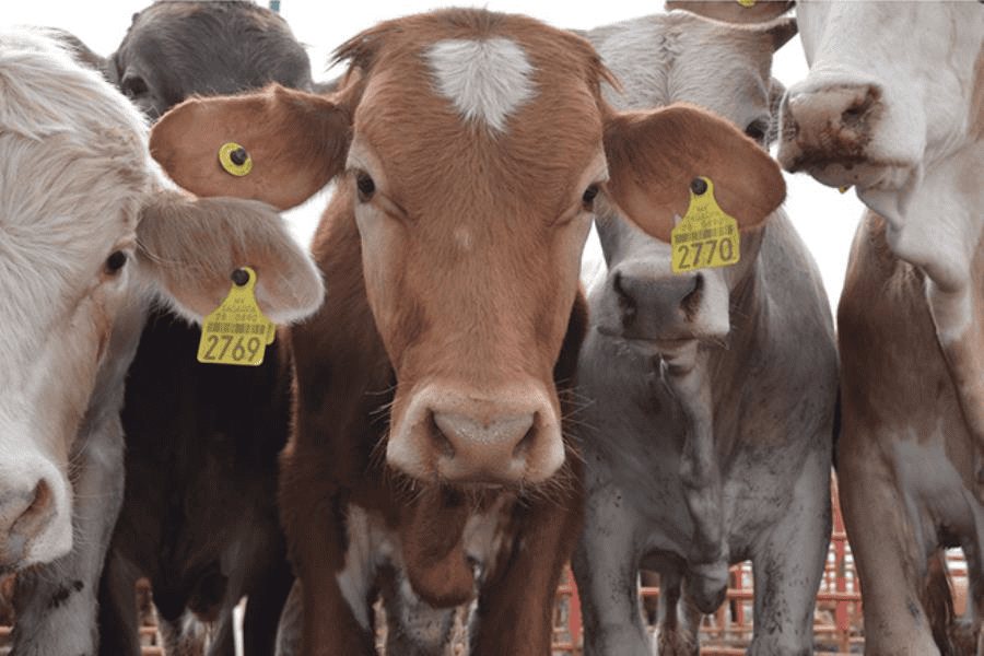 Honduras envía 125 bovinos vivos a México, al cumplir con protocolos contra gusano barrenador