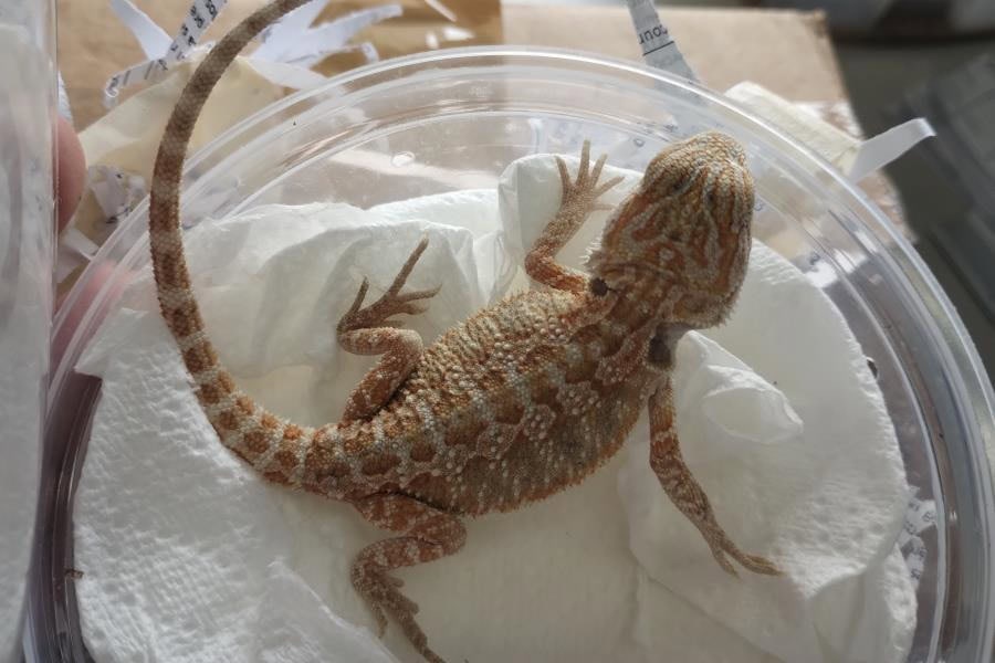 Decomisan dragón barbudo en empresa de paquetería en San Luis Potosí 