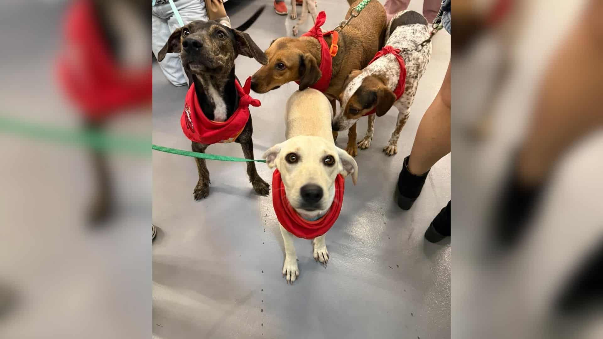 PVEM pide a municipios a involucrarse un poco más en el cuidado animal