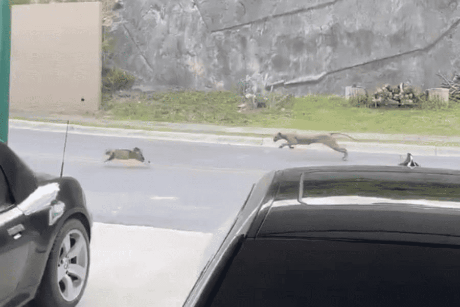 Captan a puma cazando a un gato en residencial de Nuevo León