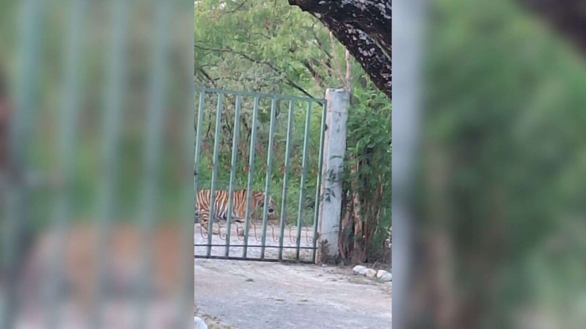 ¡Uno más! Graban a tigre deambulando en Salinas Victoria, Nuevo León