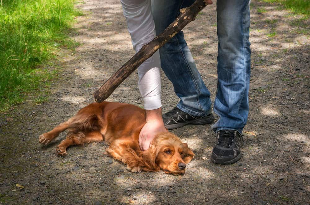 ¡Hasta 5 años de prisión! Chiapas endurece castigo por crueldad y muerte de mascotas
