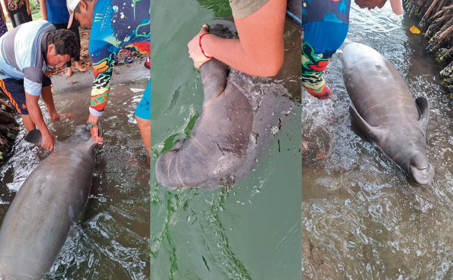 Manatí hallado en Paraíso al parecer murió de golpes: Medio Ambiente