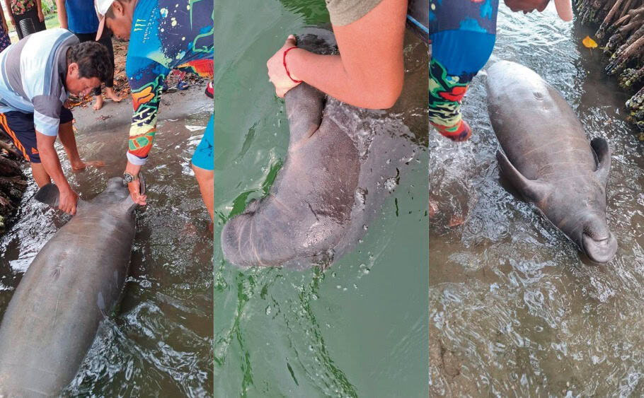 Hallan manatí muerto en Andrés García, Paraíso