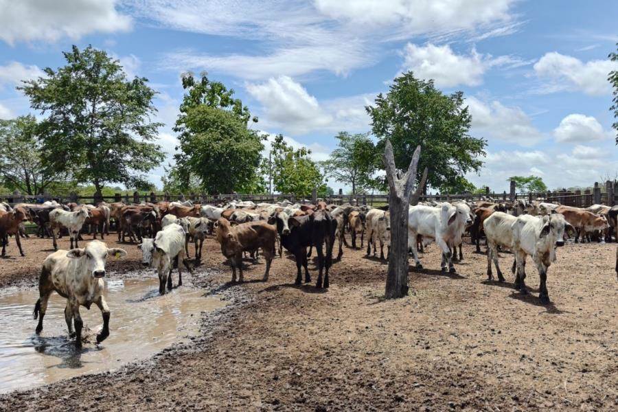 Anuncia EE. UU. reapertura de frontera a ganado mexicano