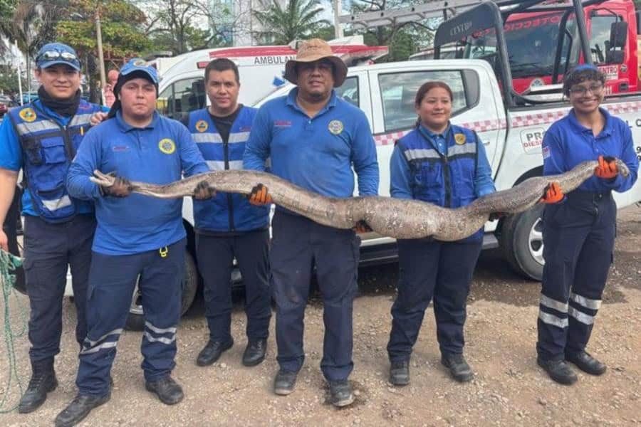 Capturan serpiente de 3 metros de longitud en Fracc. La Venta, Centro