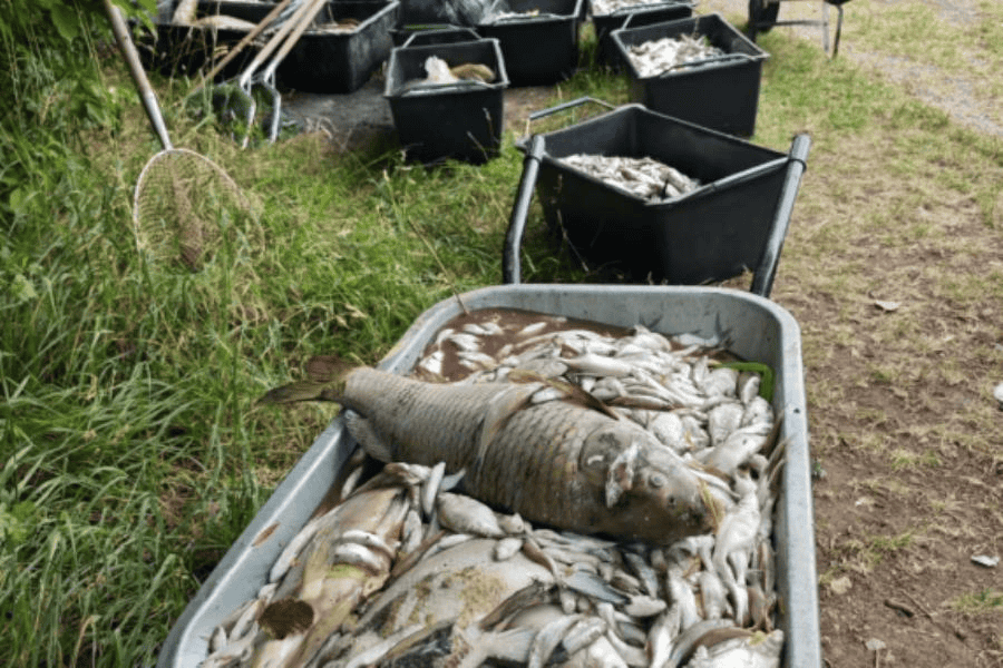 Ola extrema de calor en Europa causa la muerte de casi todos los peces de un lago en República Checa