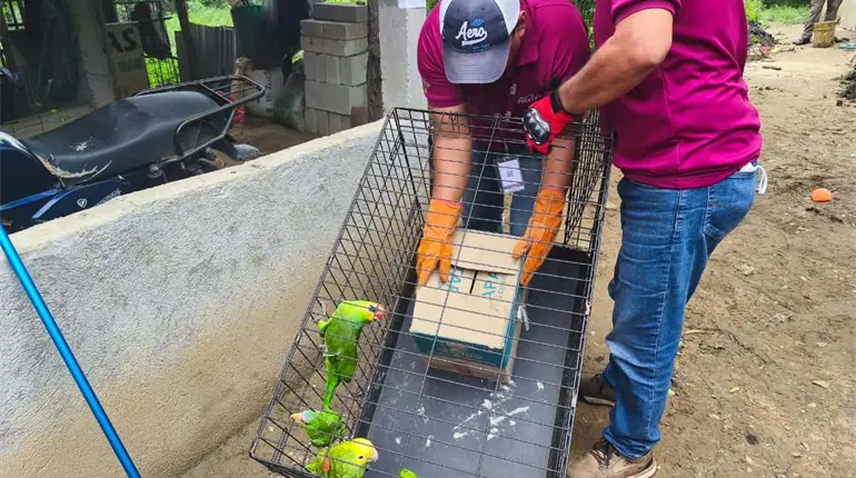 Vinculan a proceso a dos, por caza y venta de fauna silvestre en Centro