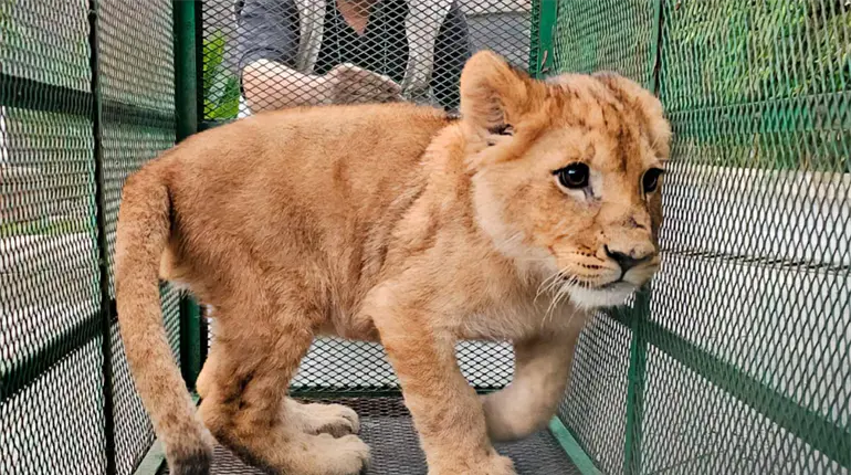 Profepa rescata a 19 animales exóticos tras operativo contra el huachicol en Edomex y Querétaro