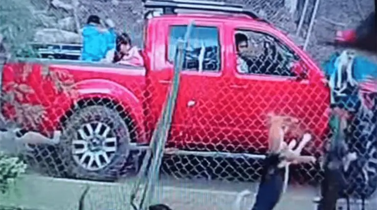 Sujeto causa muerte lomito al arrojarlo a predio lleno de perros en Edomex