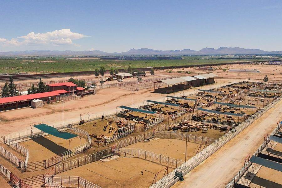 México reanuda exportación de ganado en pie a EE. UU.