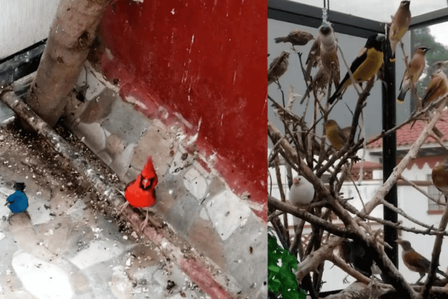 ¡Las tenían como mascotas! Decomisa Profepa 43 aves silvestres en domicilio de CDMX