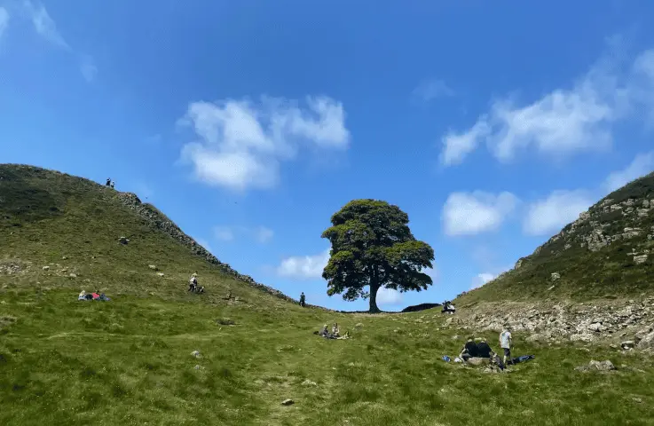 Condenan a 2 por talar el árbol más famoso de Inglaterra