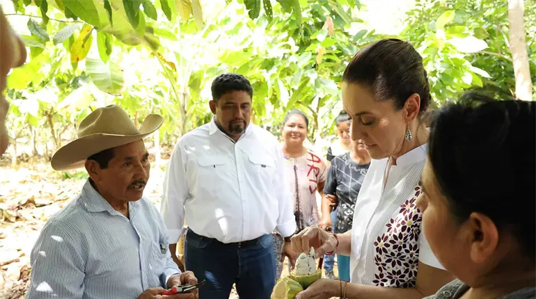 Supervisa Sheinbaum vivero del programa Alimentación para el Bienestar en Tabasco