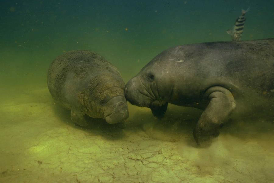 Invita Centro a participar en mecanismo consultivo sobre manatíes de la laguna de Las Ilusiones
