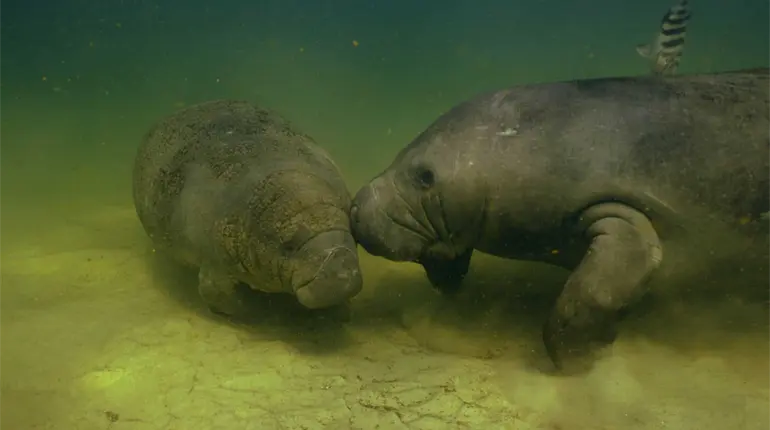 Manatíes en Las Ilusiones comienzan a reproducirse, pero “están muy flacos”: Protección Ambiental