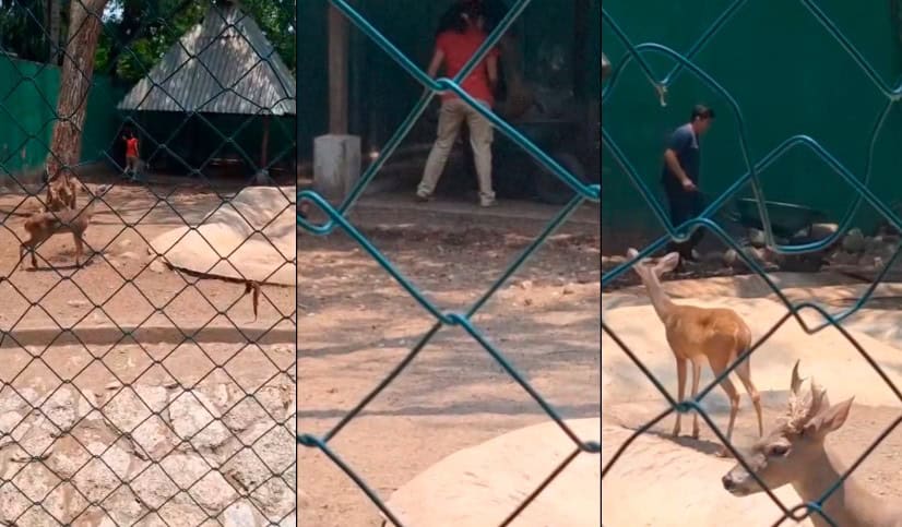 Muere venado cola blanca en Museo La Venta tras pelea con otro animal